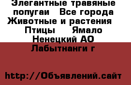 Элегантные травяные попугаи - Все города Животные и растения » Птицы   . Ямало-Ненецкий АО,Лабытнанги г.